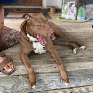 Meet your Posher, Tracy